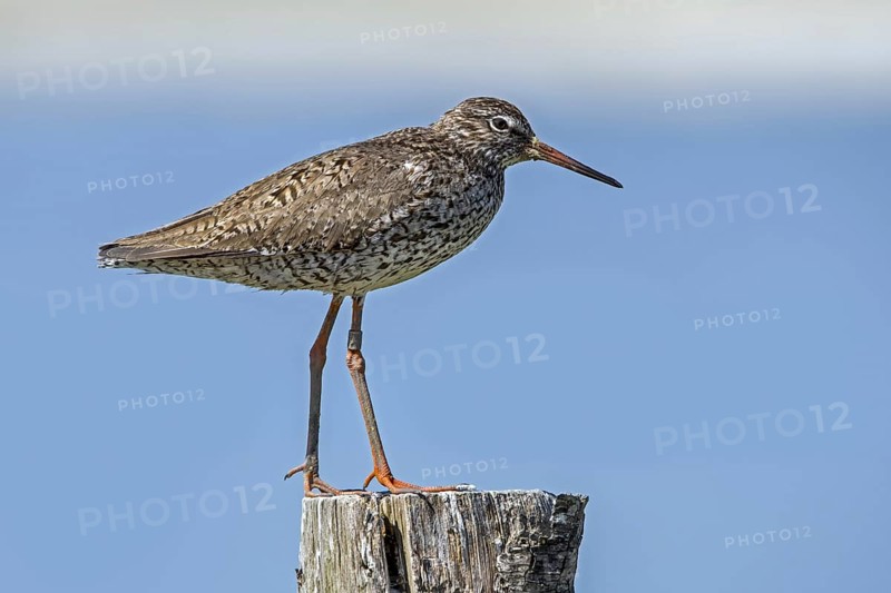 Ringed common redshank