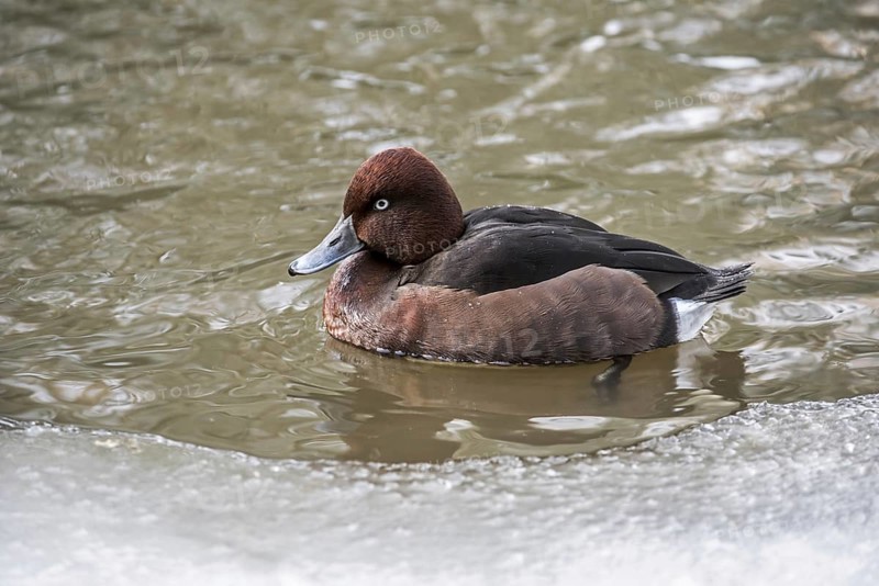 Ferruginous duck