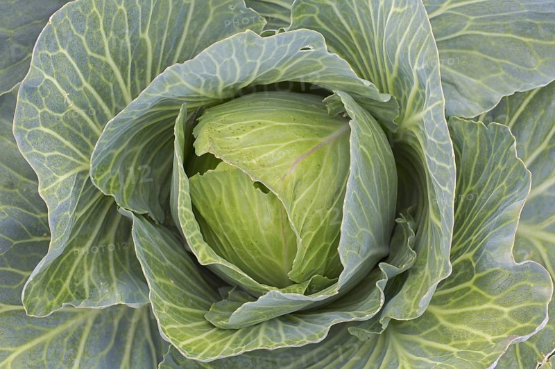White cabbage