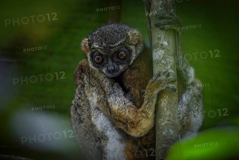 Eastern woolly lemur in the rainforests of Andasibe National Park in eastern Madagascar