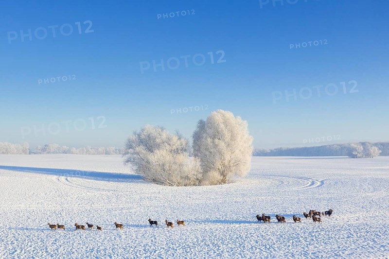 European mouflons