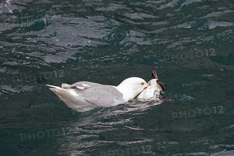 Glaucous gull