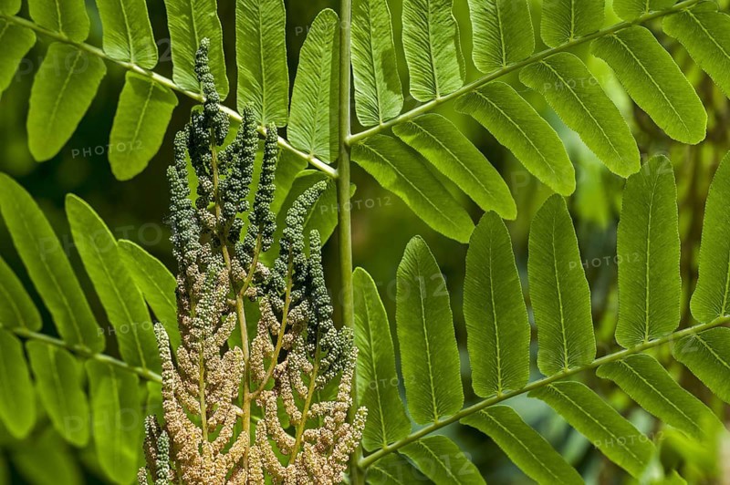 Royal fern