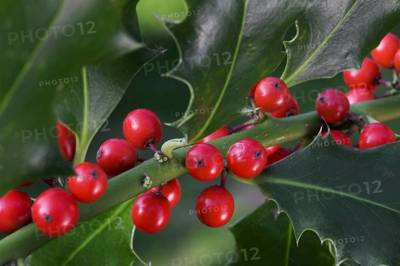 European Holly