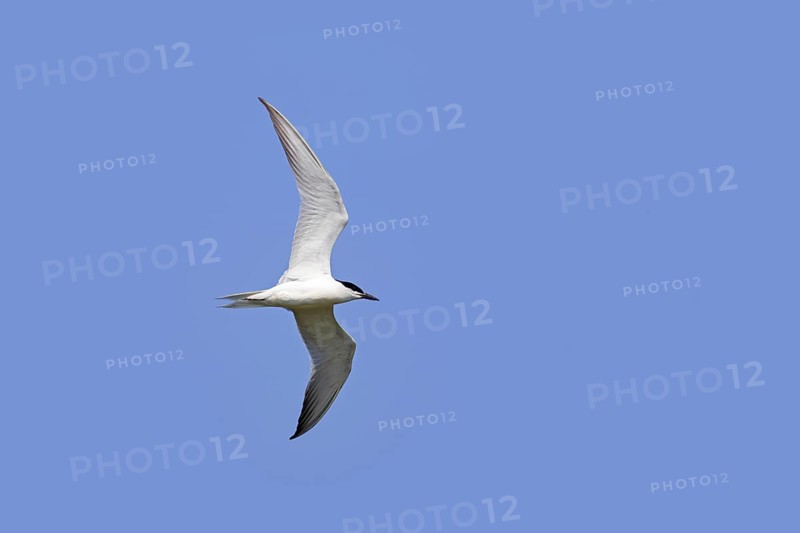 Gull-billed tern