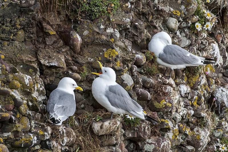 Black-legged kittiwake