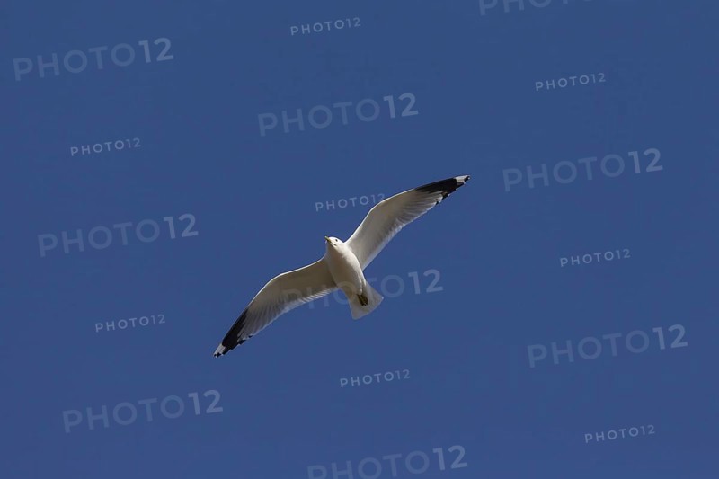 Common gull