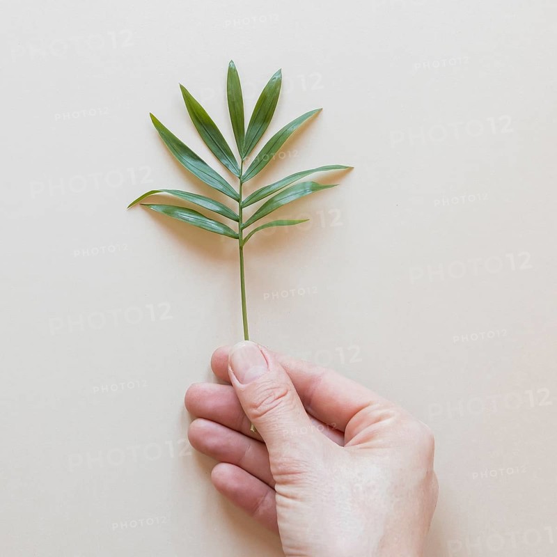 Person holding tiny plant beige background