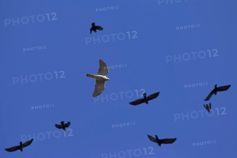 Northern goshawk