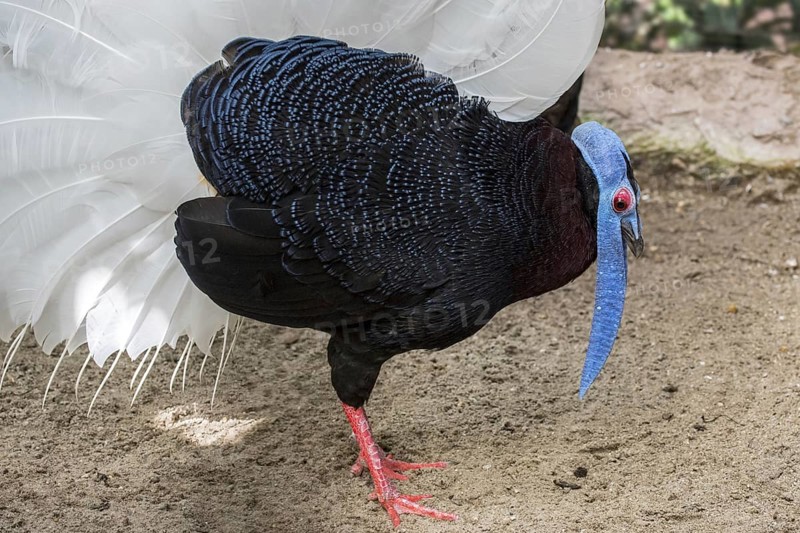 Bulwer's pheasant