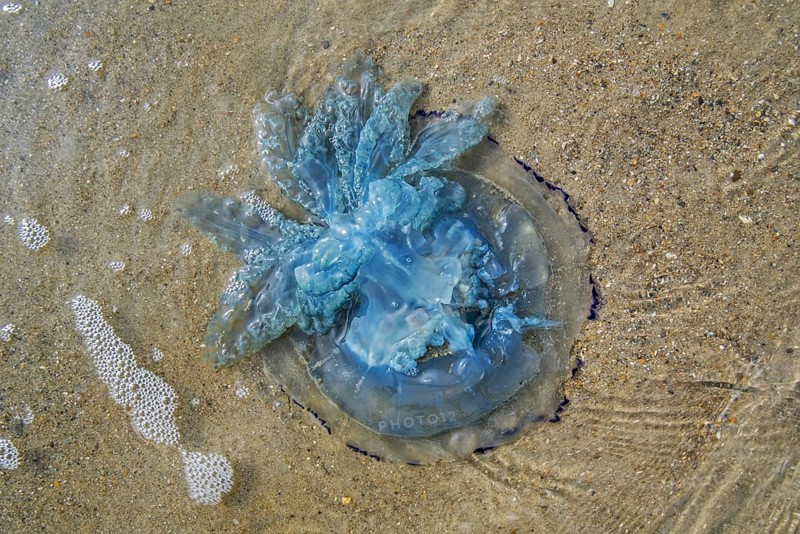 Barrel jellyfish