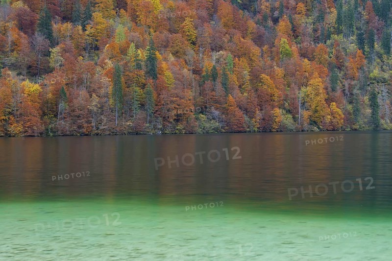 Mixed forest showing autumn colours along Koenigssee