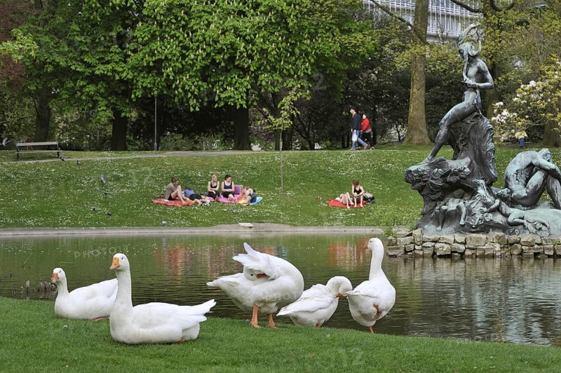 White domestic geese