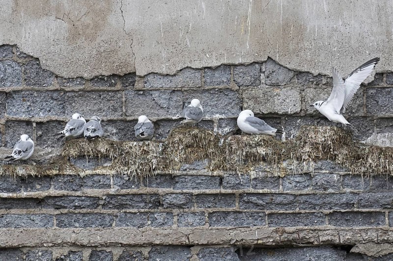 Black-legged kittiwakes