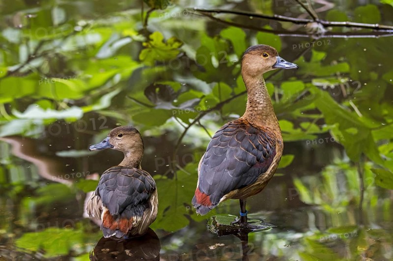 Lesser whistling duck