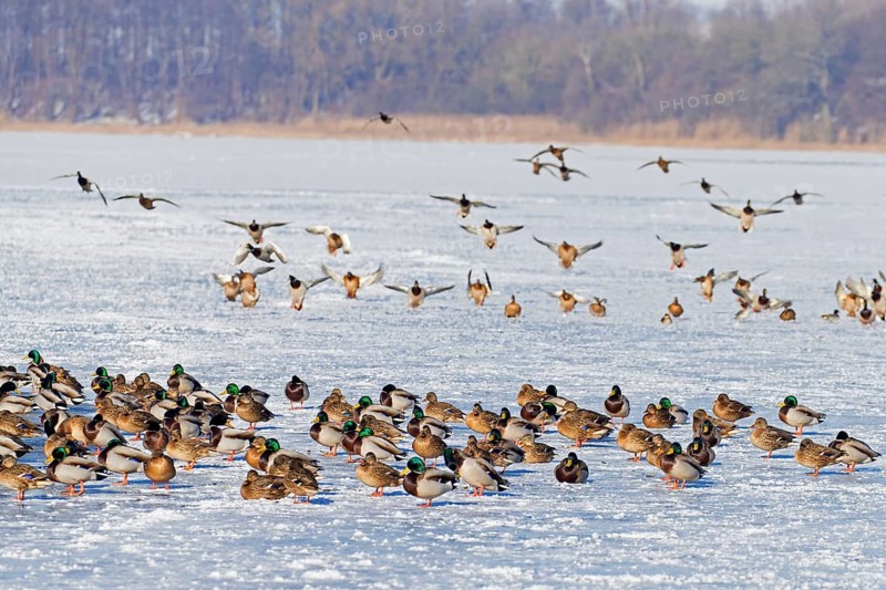 Flock of mallards