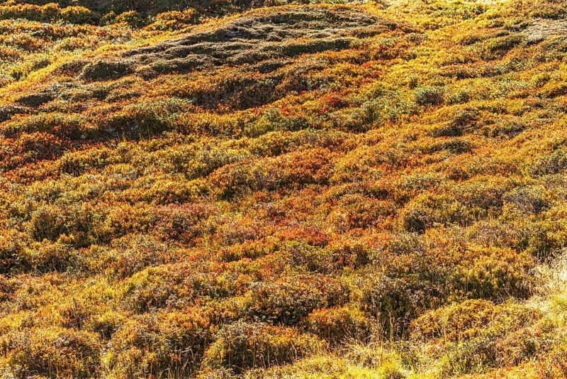 Autumnal red-coloured alpine bearberry