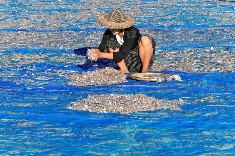Fish spread out to dry on blue nets on the beach of Ngapali fishing village