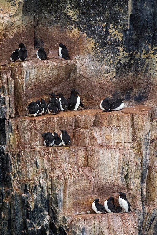 Thick-billed murres