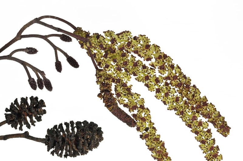 Black Alder
