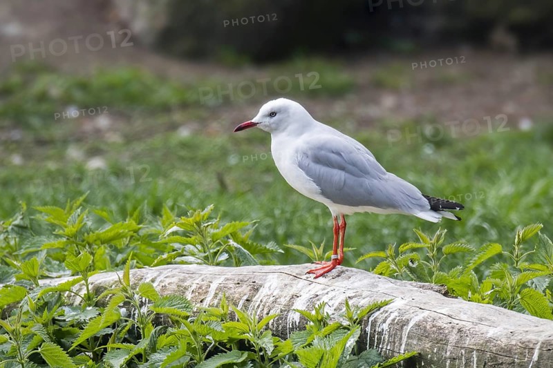 Grey-headed gull