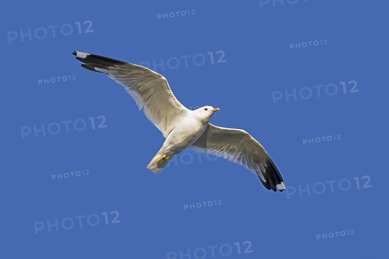 Common gull