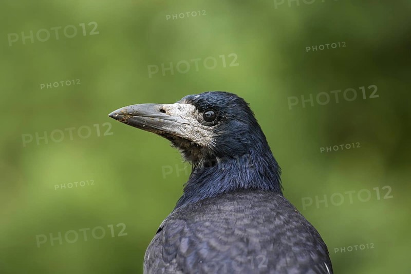 Rook