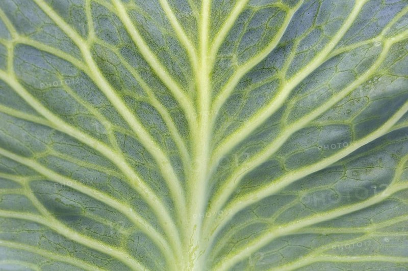 White cabbage