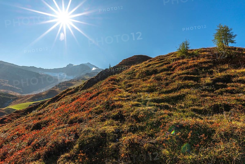 Autumnal red-coloured alpine bearberry