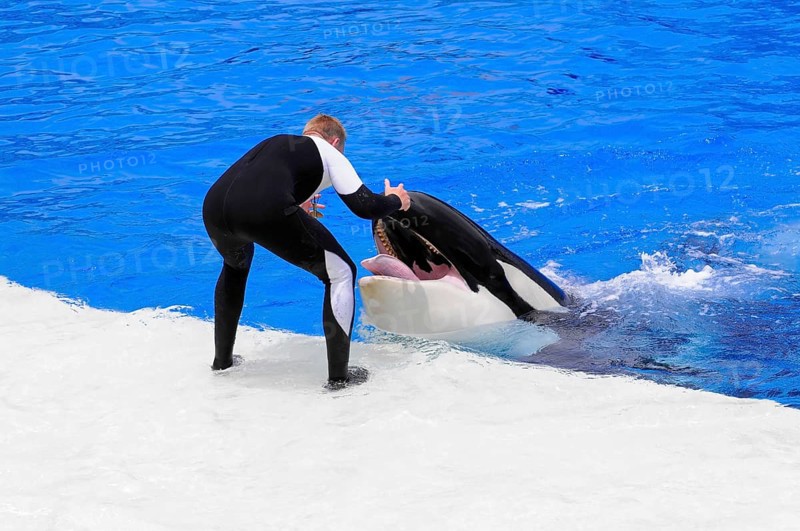 Dressed killer whale