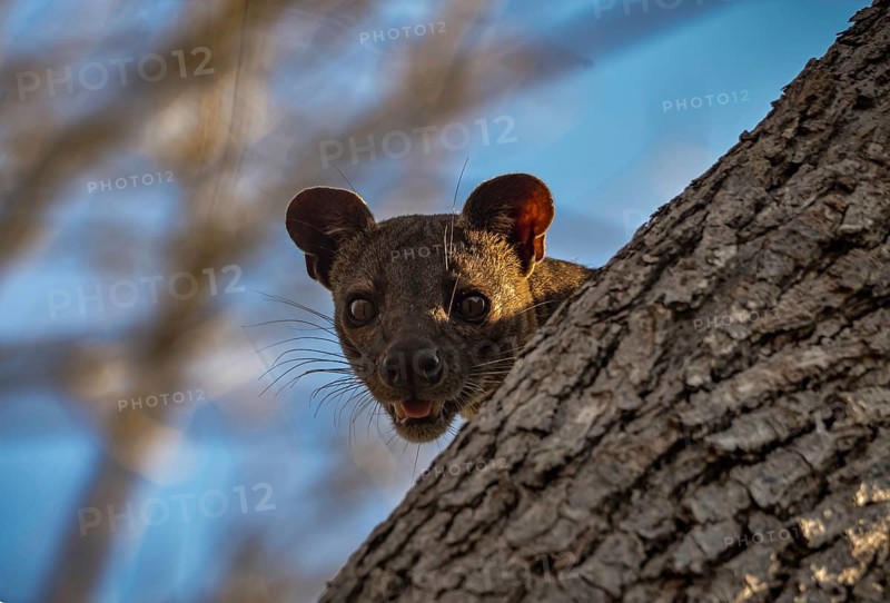 Fossa slack-legged cat