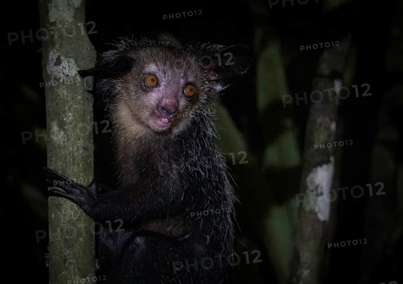 Aye-aye