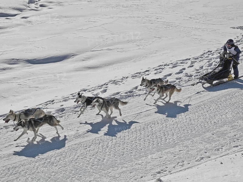 Double team with 6 dogs at a sled dog race