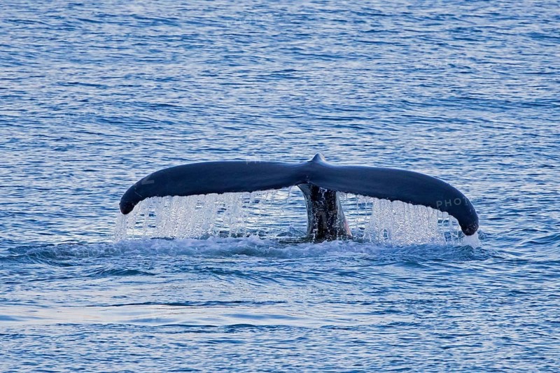 Humpback whale