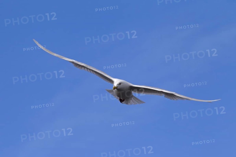 Glaucous gull