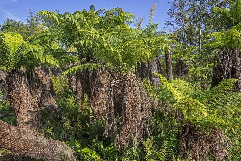 Soft tree ferns