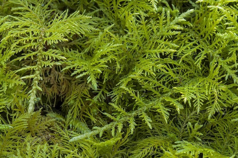 Common Tamarisk moss