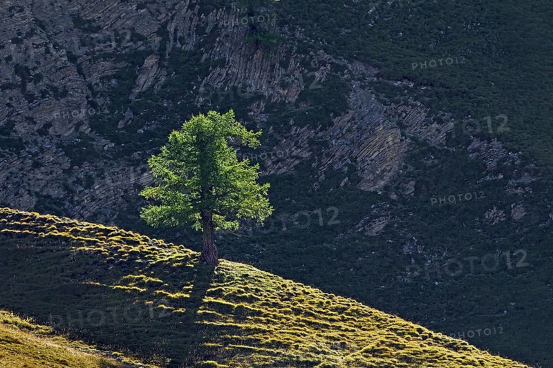 Common larch
