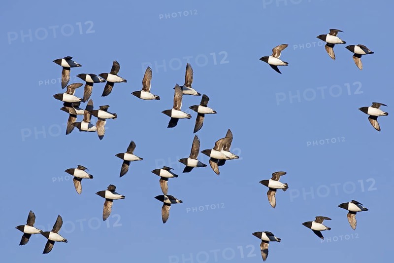 Little auks