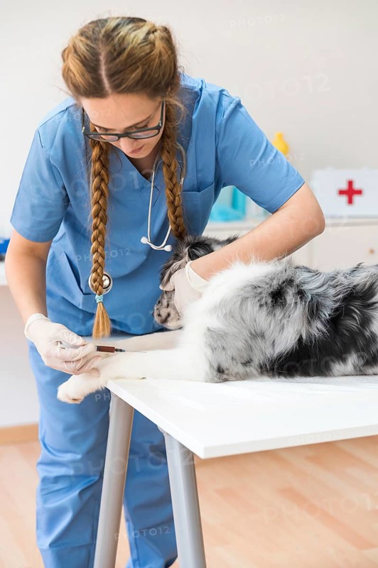 Young female veterinarian injecting dog with injection table clinic