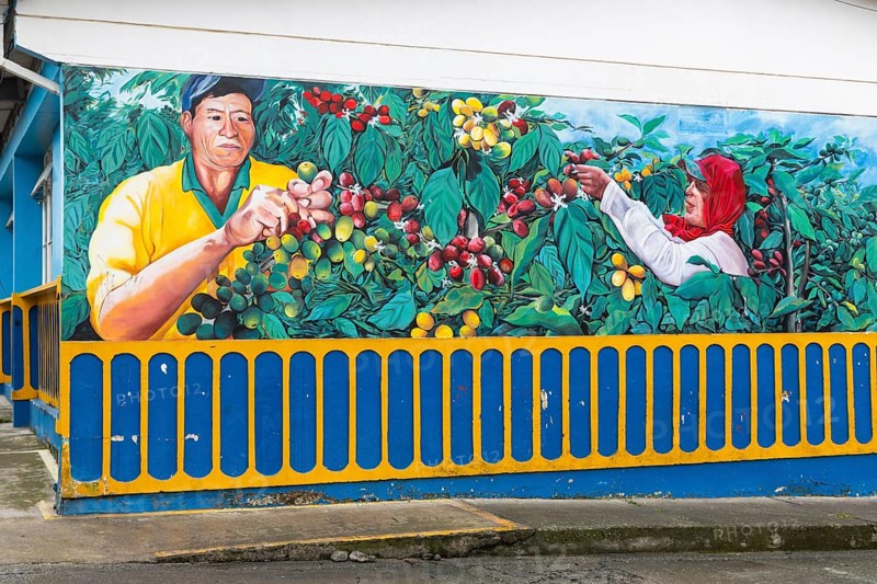 Coffee picker