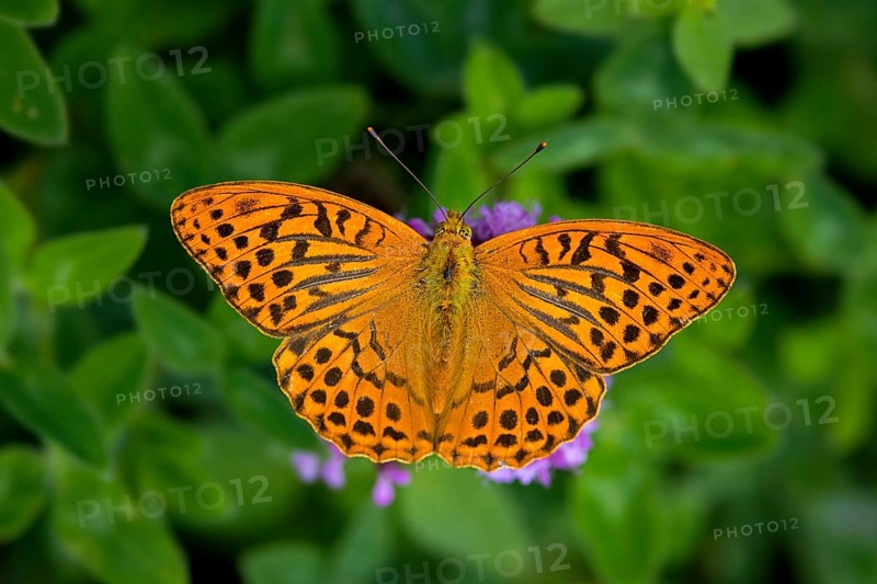 Silver-washed fritillary