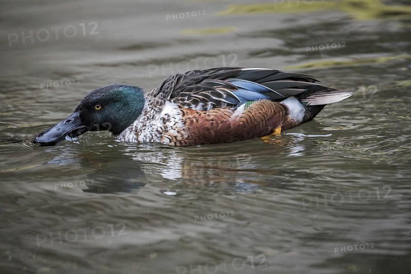 Northern shoveler