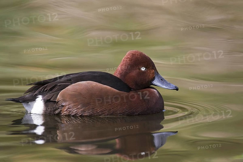 Ferruginous duck