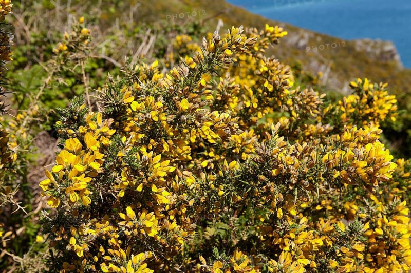 Common gorse