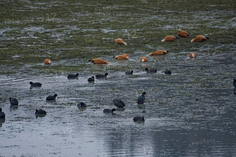 Winter lake drainage as a municipal measure for lake restoration