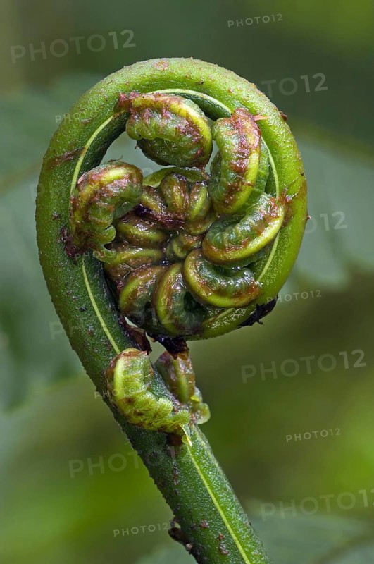 Close up of fern unfolding fronds in cloud forest