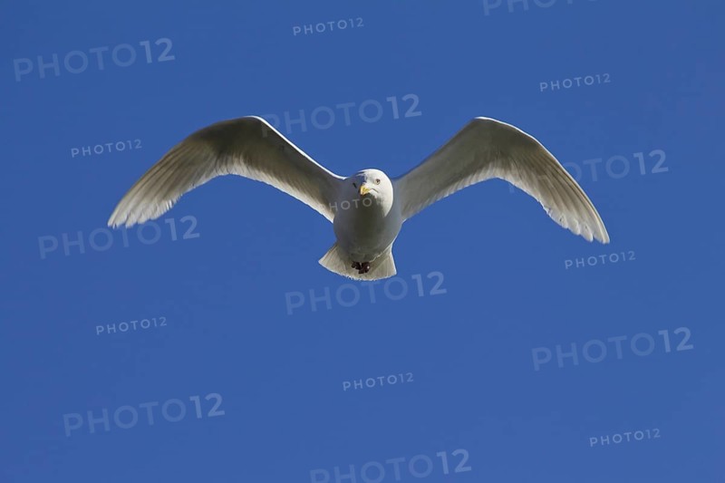 Iceland Gull