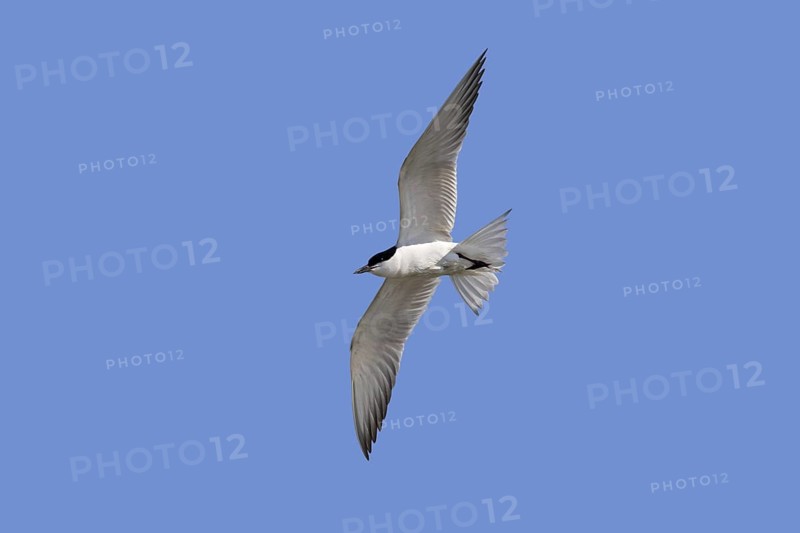 Gull-billed tern