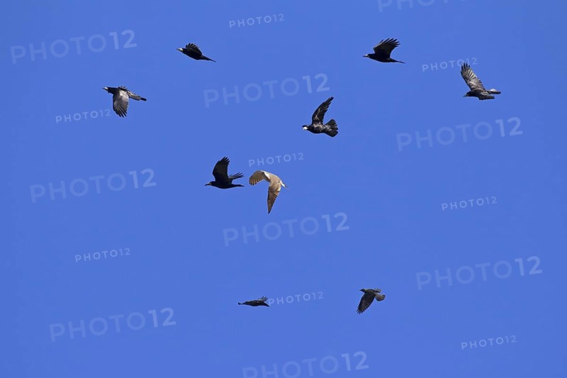 Northern goshawk